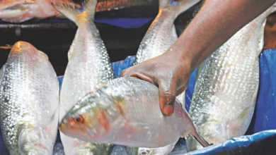 Hilsa Fish,Bangladesh,Sea