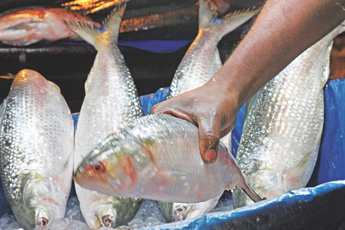 Hilsa Fish,Bangladesh,Sea