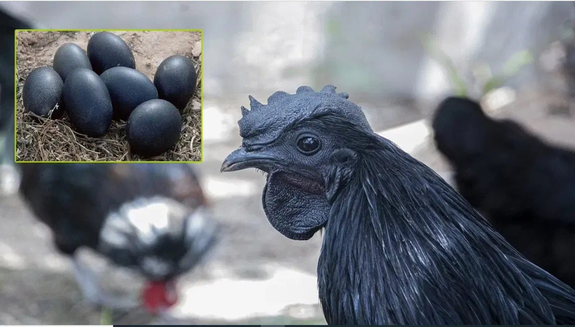 Bihar,MBA Murgawala,Kumar Goutam,Kadaknath Chicken,Farming