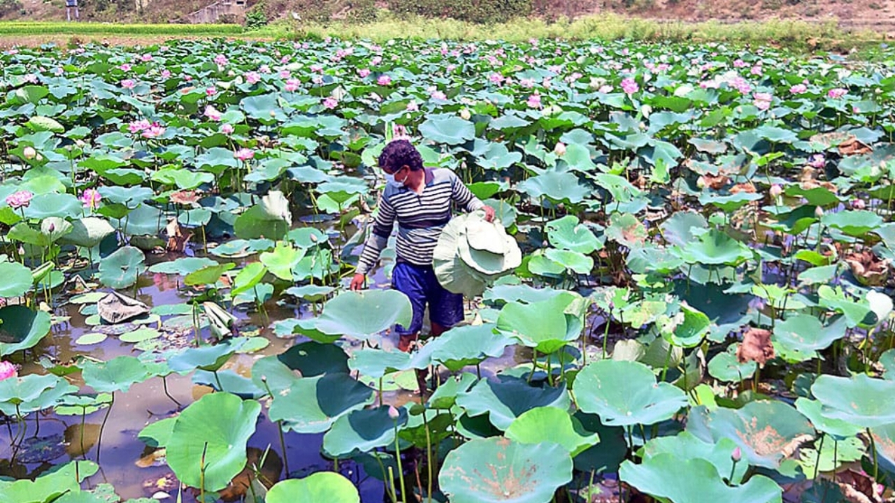 Lotus,lotus farmer,Durga Puja 2023,Birbhum
