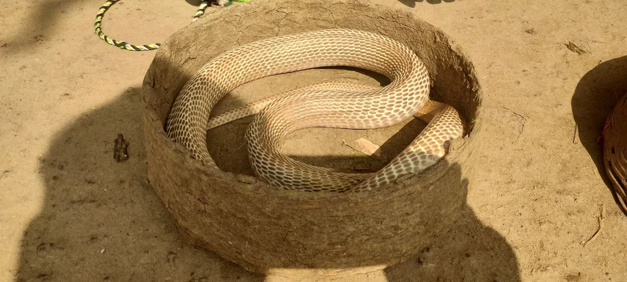 Bankura News,snake village of bankura,photo gallery,west bengal snake village,bankura